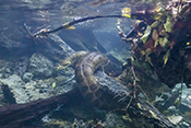  Green anaconda in the crystal clear waters of Bonito