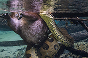  Green anaconda preying on a capybara in the crystal clear waters of Bonito