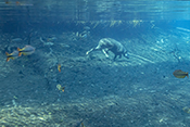 Anta nadando no rio da Prata