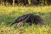  Giant Anteater