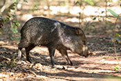  Collared Peccary