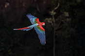  Red and green Macaw