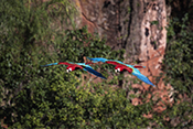  Red and green Macaw