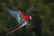  Red and green Macaw
