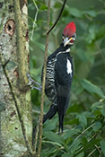  Lineated Woodpecker