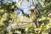  Rufous Casiornis