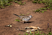  Scaled Dove