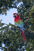  Red and green Macaw