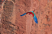  Red and green Macaw