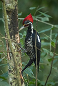  Lineated Woodpecker