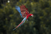  Red and green Macaw