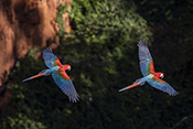  Red and green Macaw