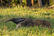  Giant Anteater