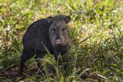  Collared Peccary